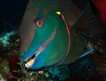 Stoplight Parrotfish